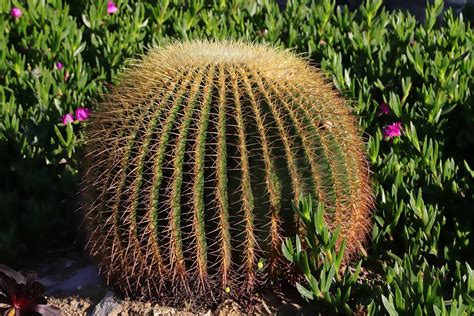 sedia della suocera|Cuscino della suocera – Echinocactus grusonii .